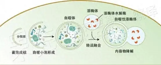 j9九游会惊人线个小时身体会启动自噬功能！(图1)