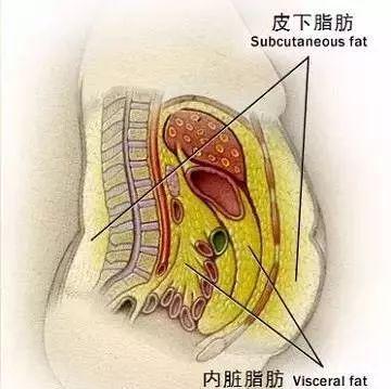 j9九游会如何打造易瘦体质减掉内脏脂肪？？(图2)