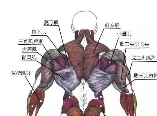 练背中3个动作不可缺少全面深层的刺激我们背部!(图2)