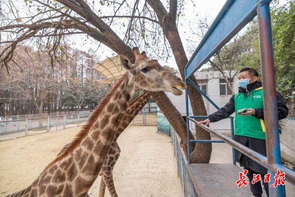 改造期间为免惊扰动物园给动物做噪音脱敏训练小熊猫训练半月后已逐渐适应(图1)